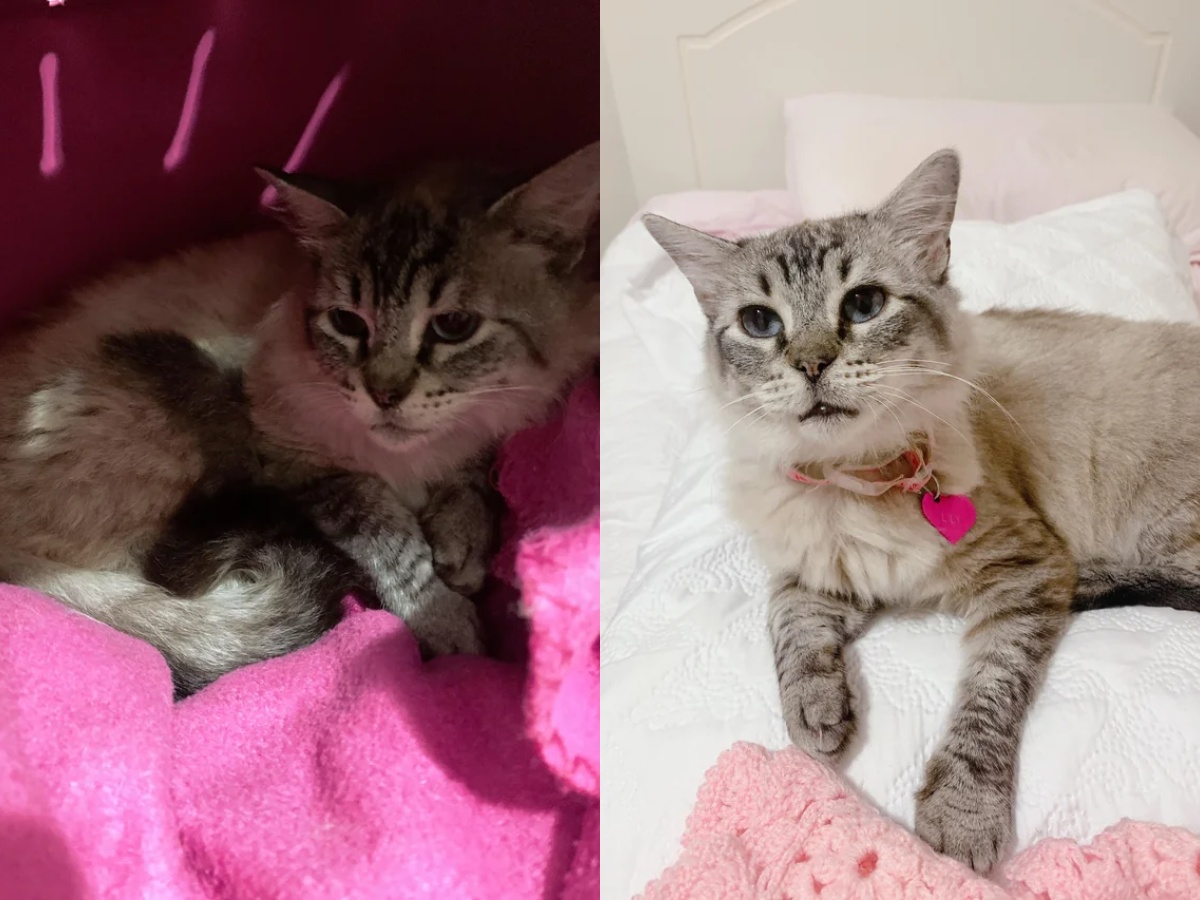 A pit bull and a Cane Corso